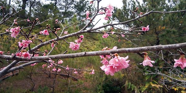 2017.03.16_dev_10.jpg アイキャッチ